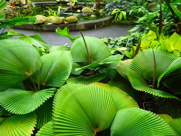 Botanic Gardens